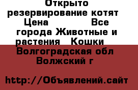 Открыто резервирование котят › Цена ­ 15 000 - Все города Животные и растения » Кошки   . Волгоградская обл.,Волжский г.